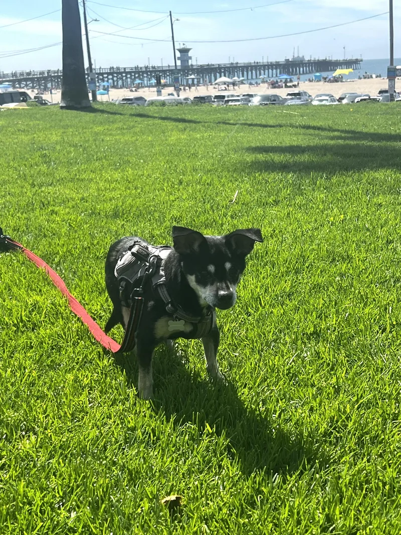 A senior small-sized male Black Chihuahua dog named Marcus for adoption in Laguna Beach, CA