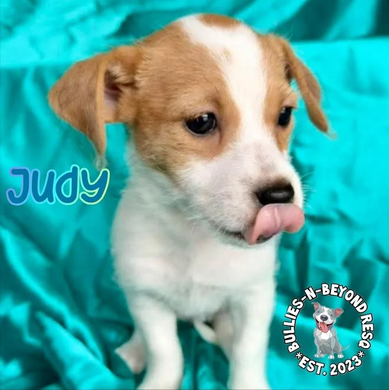 Hollywood Litter: Judy thumbnail 3