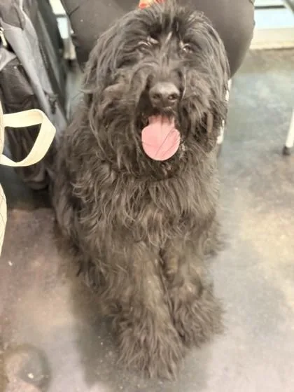 An adult large-sized female Giant Schnauzer dog named Rosey Posey for adoption in Memphis, TN