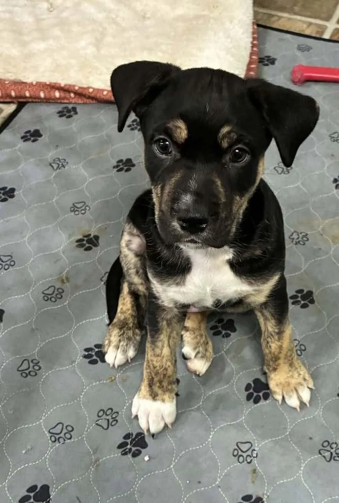 A baby medium-sized male Tricolor (Brown, Black, & White) Husky dog named Fudge Bar for adoption in Peoria, IL
