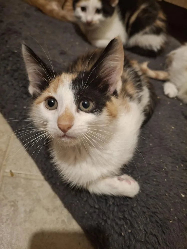 A baby small-sized female Domestic Short Hair cat named Edith S. for adoption in Peoria, IL