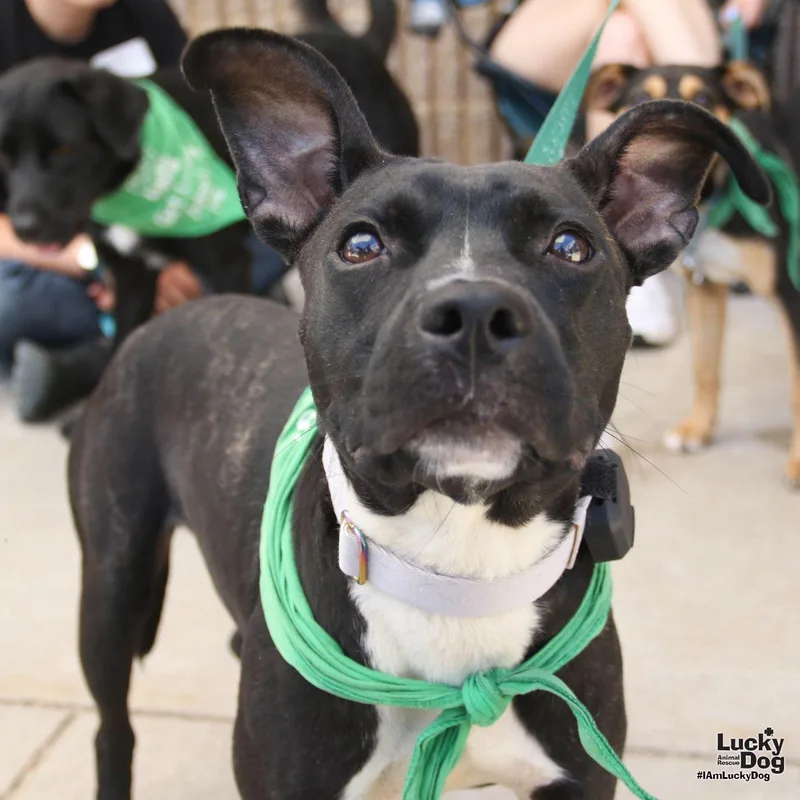 A young small-sized female Boston Terrier dog named Olga for adoption in Washington, DC