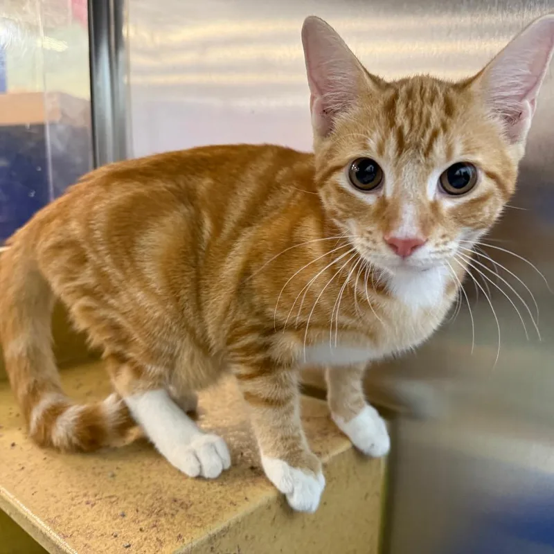 A baby medium-sized male Domestic Short Hair cat named Shawn for adoption in Saint Louis, MO
