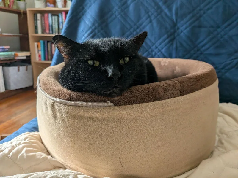 Snowball thumbnail 2