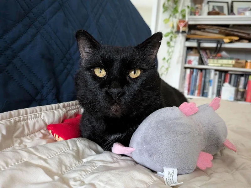 Snowball thumbnail 3