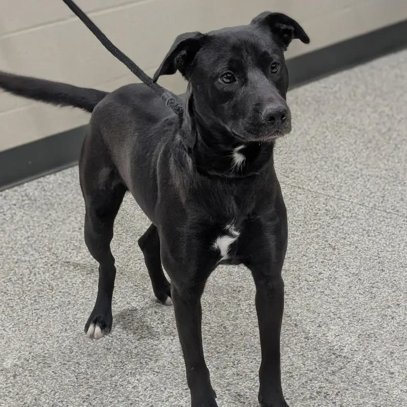 An adult medium-sized male Black Labrador Retriever dog named Angus for adoption in Smithville, TN