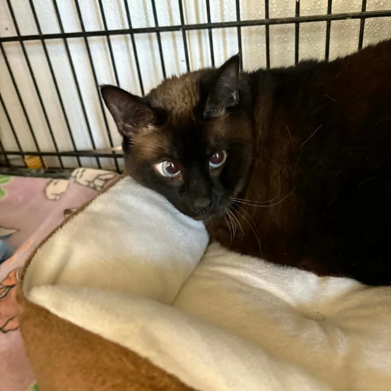 An adult small-sized female Brown / Chocolate Domestic Short Hair cat named Casper for adoption in Stephenville, TX