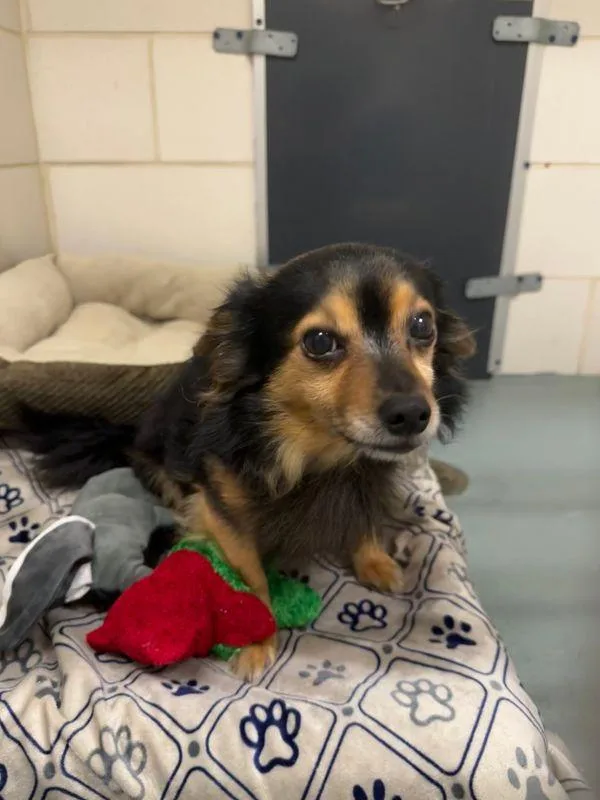 An adult small-sized male Black Chihuahua dog named Chunk for adoption in Williamsport, PA