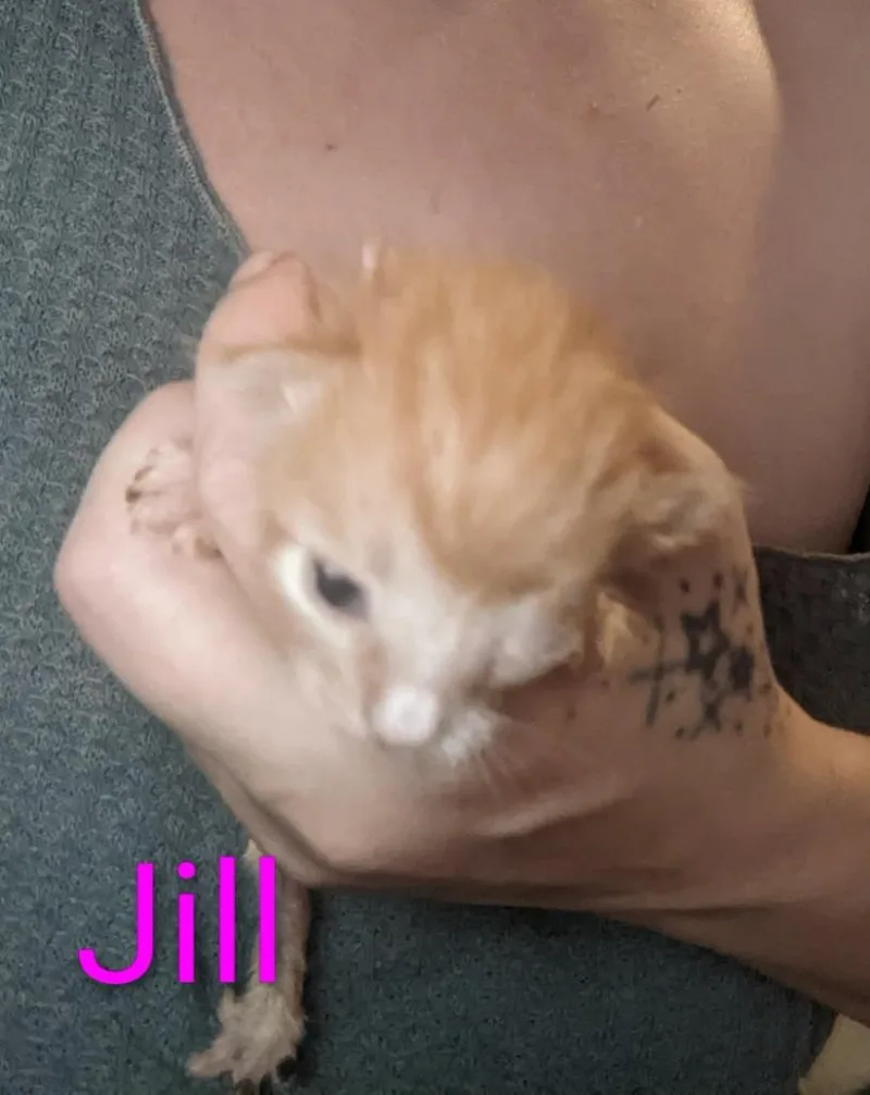 A baby small-sized female Domestic Short Hair cat named Jill for adoption in Ada, OK