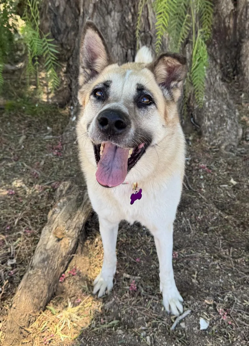 An adult large-sized female Tricolor (Brown, Black, & White) Shepherd dog named Cleopatra for adoption in Valley Village, CA