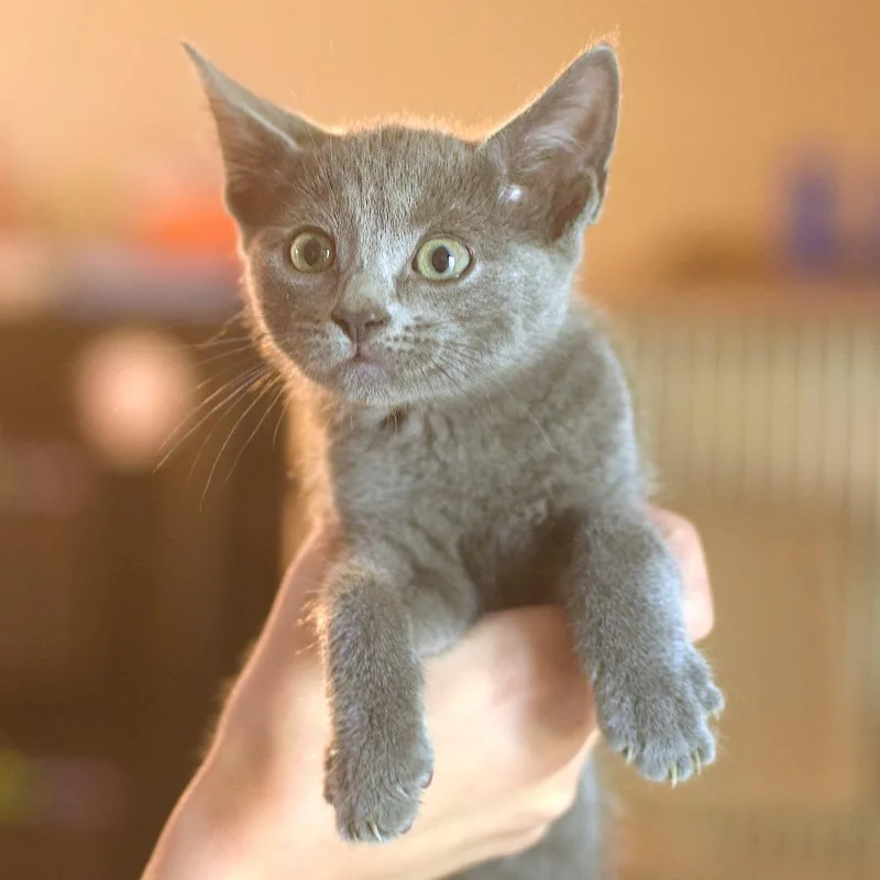A baby small-sized female Gray / Blue / Silver Domestic Short Hair cat named Kissin' Kate Barlow for adoption in Belleville, IL