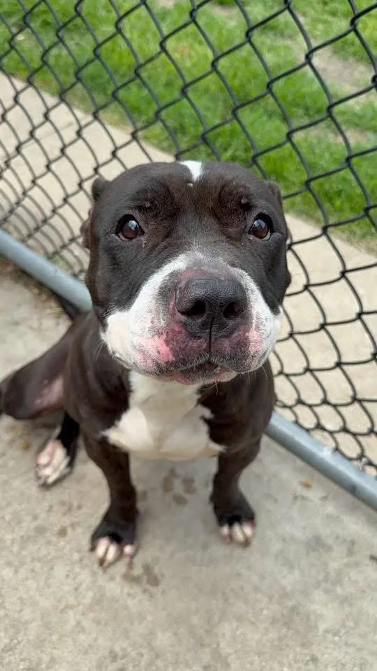 An adult medium-sized female Black Pit Bull Terrier dog named Spinderella for adoption in Chicago, IL