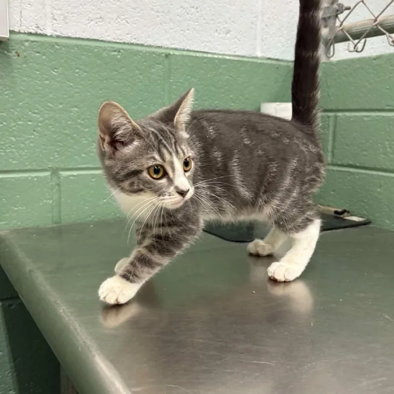 A baby small-sized female Gray / Blue / Silver Domestic Short Hair cat named Tom for adoption in Winston Salem, NC