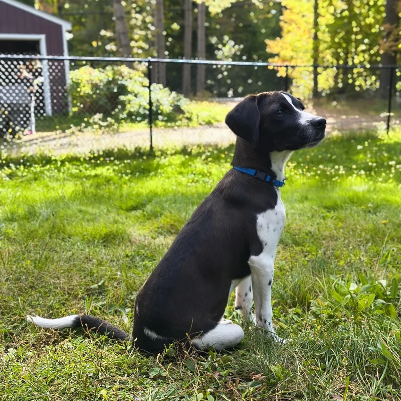 A baby medium-sized female Black Mixed Breed dog named Dahlia for adoption in Goshen, NH