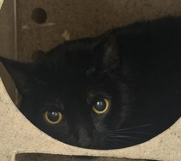 A senior small-sized female Domestic Short Hair cat named Midnight for adoption in Escondido, CA