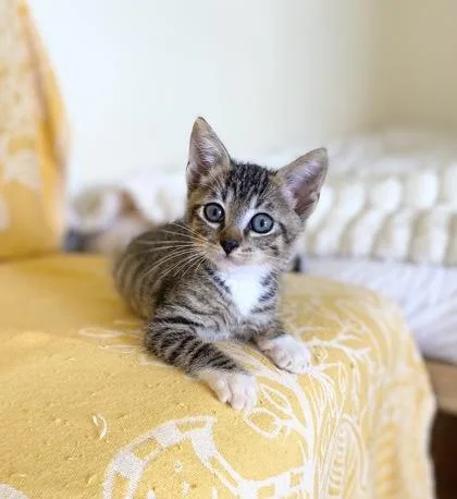 A baby small-sized male Domestic Short Hair cat named Bisco for adoption in Honolulu, HI
