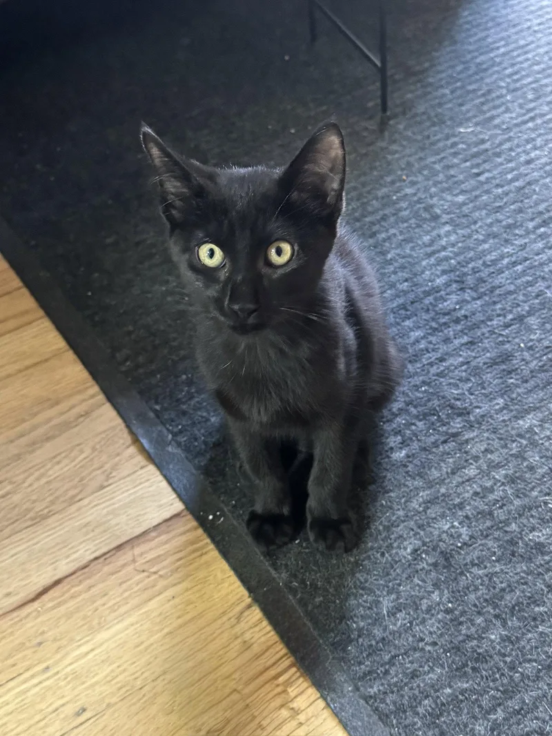 A baby medium-sized male Black Domestic Short Hair cat named Beanie for adoption in Rochester, NY
