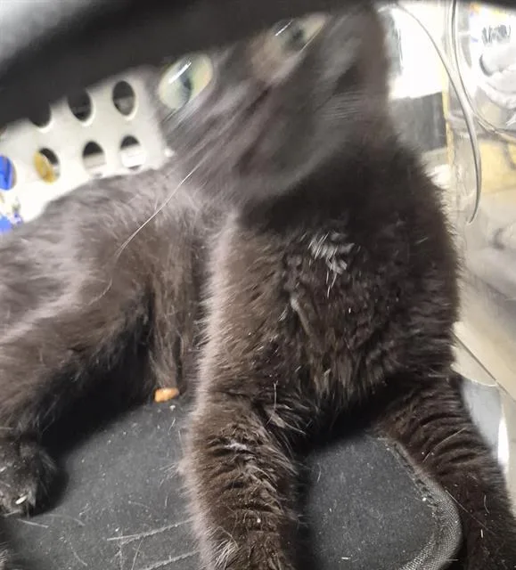 A young medium-sized female Domestic Short Hair cat named Mom for adoption in Bakersfield, CA