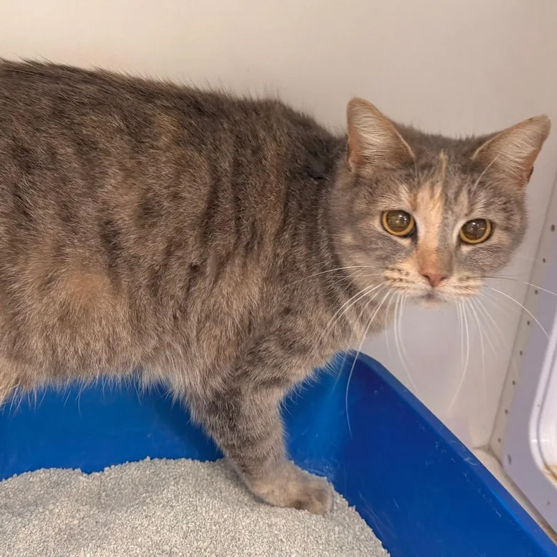 Sweetie Pie thumbnail 2