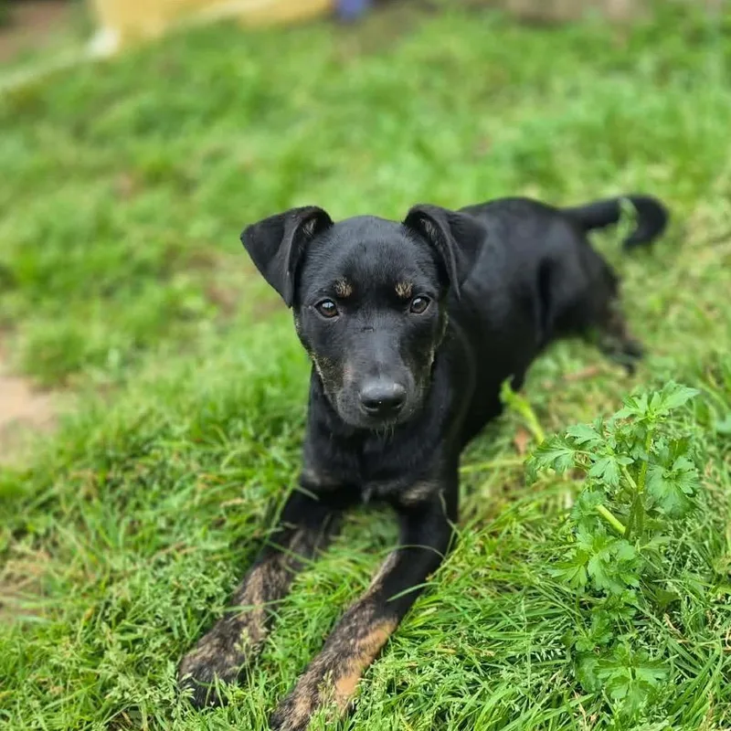 A young small-sized female Black Terrier dog named Cheddar for adoption in Dover, AR