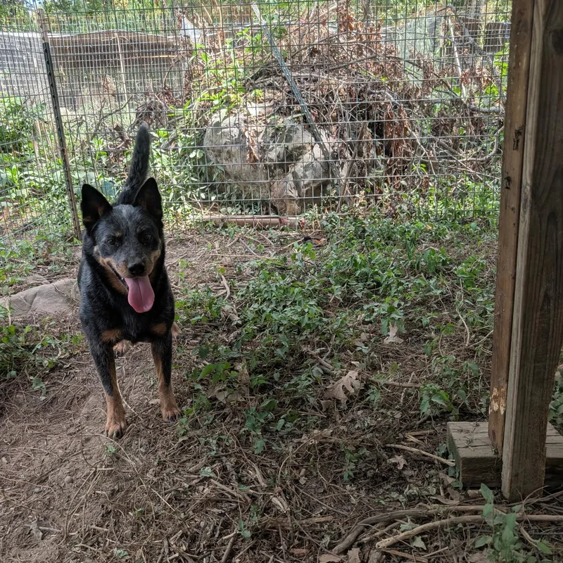 A young medium-sized female Australian Cattle Dog / Blue Heeler dog named Sasha for adoption in Chicopee, MA
