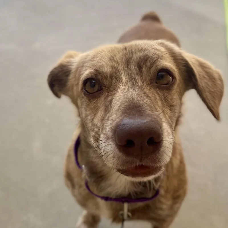 A senior medium-sized male Yellow / Tan / Blond / Fawn Mixed Breed dog named Sesame for adoption in Freeport, FL