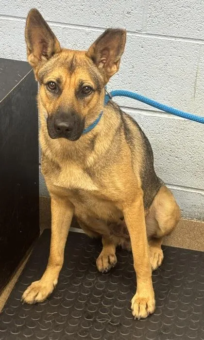 An adult medium-sized female Mixed Breed dog named Wichita for adoption in Chamblee, GA