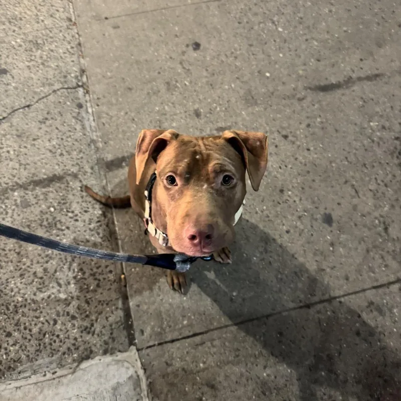 Cinnamon thumbnail 3