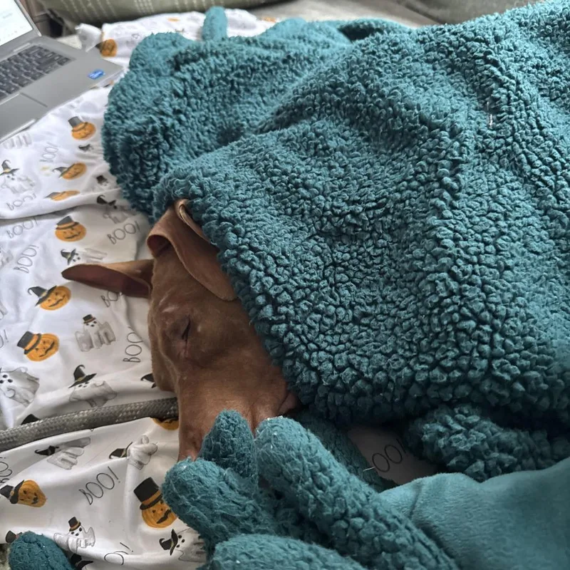 Cinnamon thumbnail 5