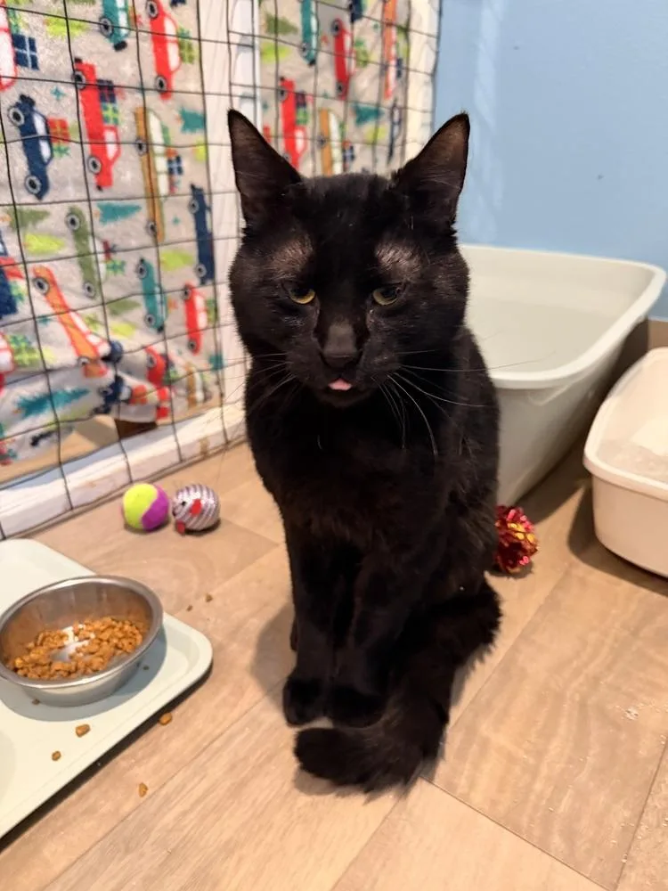 An adult medium-sized male Black Domestic Short Hair cat named Dunn for adoption in Vancouver, WA