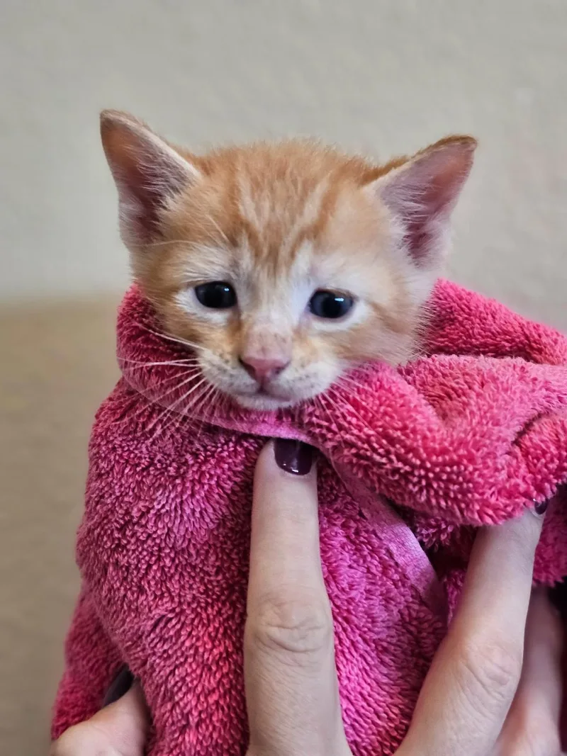 A baby medium-sized male Orange / Red Domestic Short Hair cat named Tangelo for adoption in Rockwall, TX