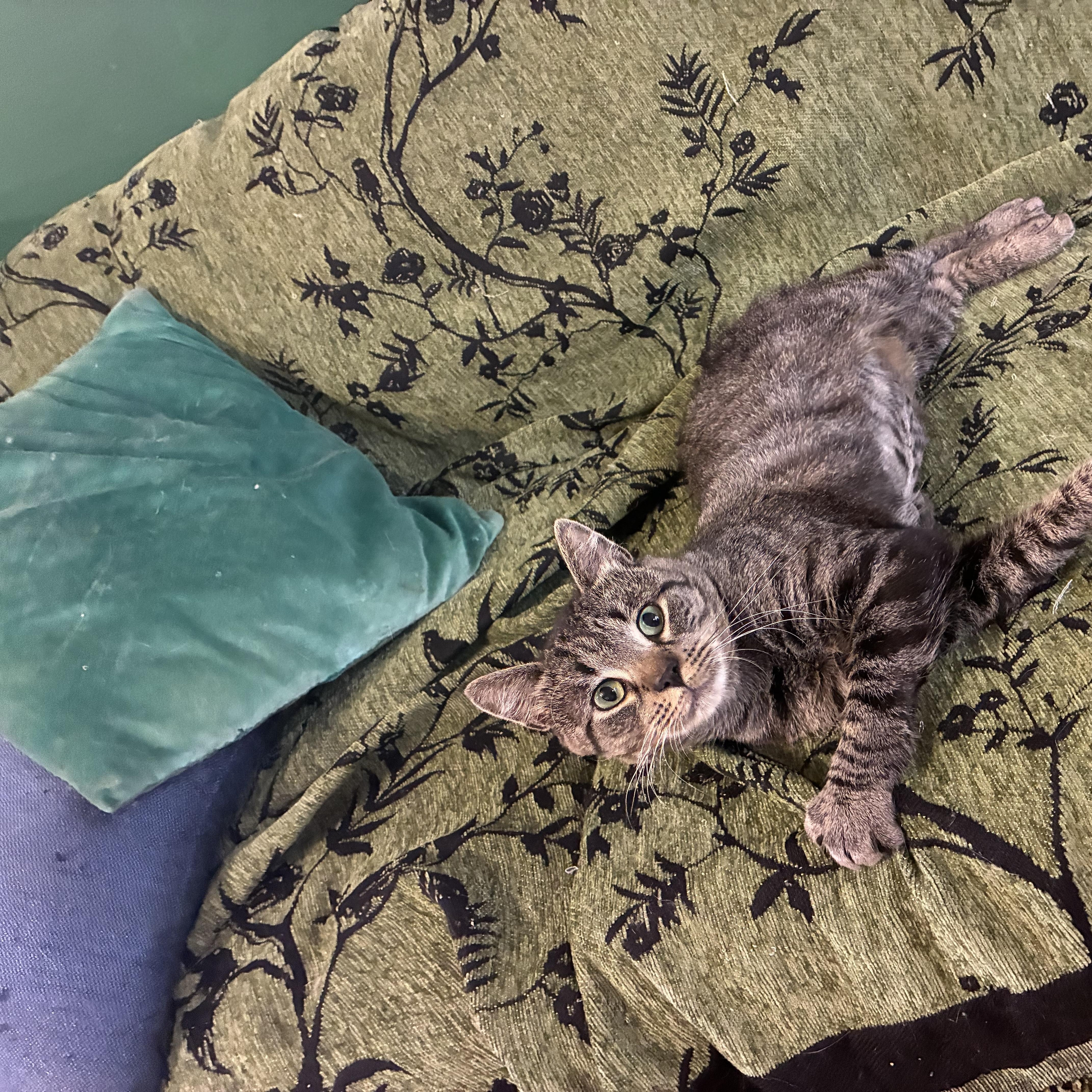A young medium-sized male Tabby (Brown / Chocolate) Domestic Short Hair cat named Demos for adoption in Rome, PA
