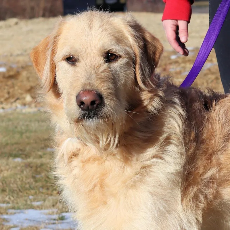 An adult large-sized male Yellow / Tan / Blond / Fawn Golden Retriever dog named CT Clyde for adoption in Stormville, NY