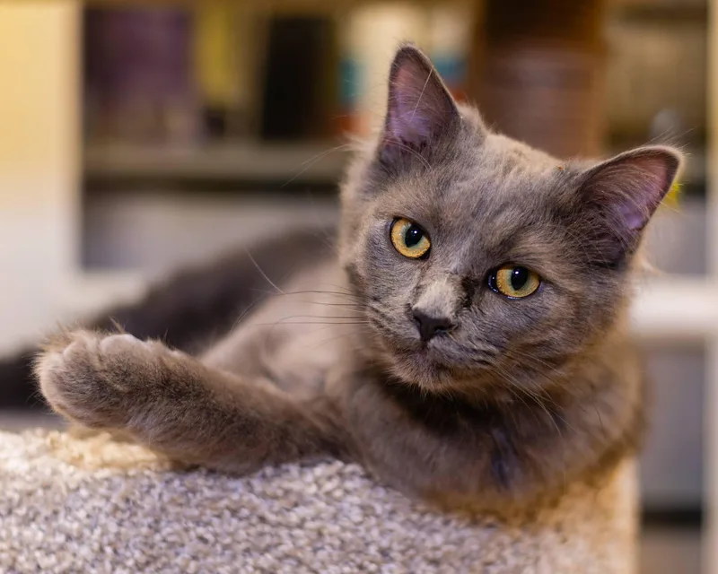 India And Thumper thumbnail 3