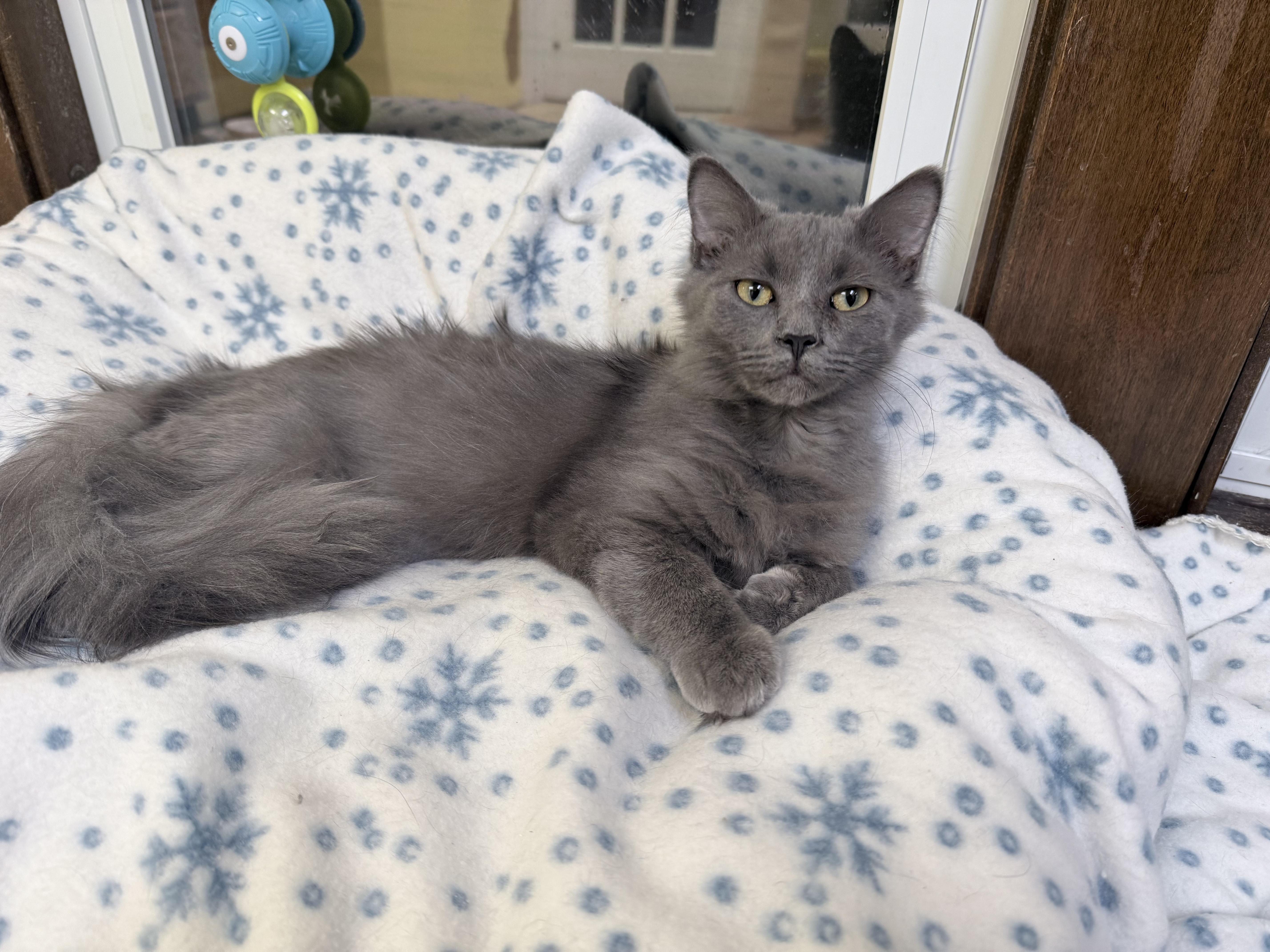 India And Thumper thumbnail 4