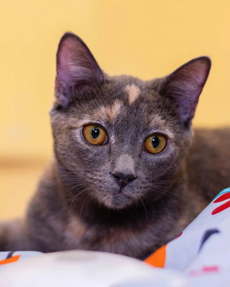 India And Thumper thumbnail 5