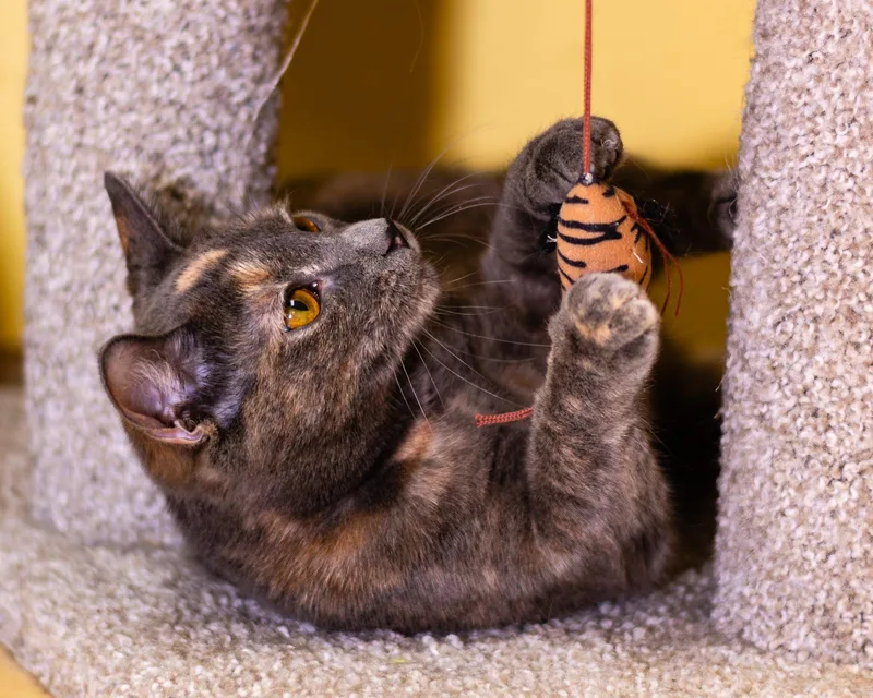 India And Thumper thumbnail 6