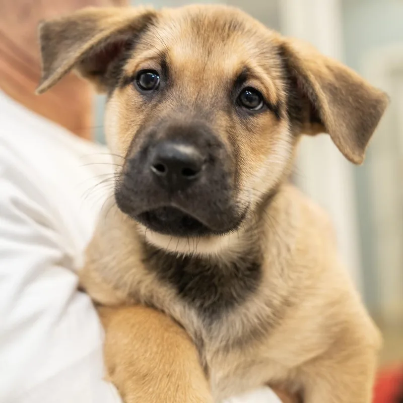 A baby small-sized male Brown / Chocolate Mixed Breed dog named Caesar for adoption in Wheeling, IL