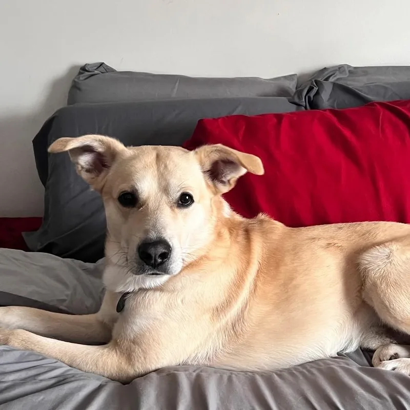 An adult large-sized male Yellow / Tan / Blond / Fawn Shepherd dog named Cinco for adoption in Petersburg, VA