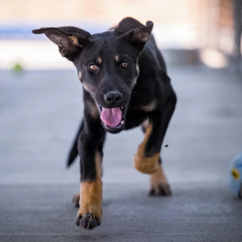 A baby medium-sized male Black Labrador Retriever dog named Franz Ferdinand for adoption in Joshua Tree, CA