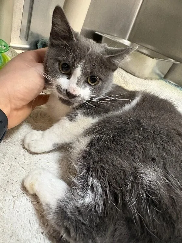 A young medium-sized female Domestic Short Hair cat named Darby for adoption in Saint Charles, MO