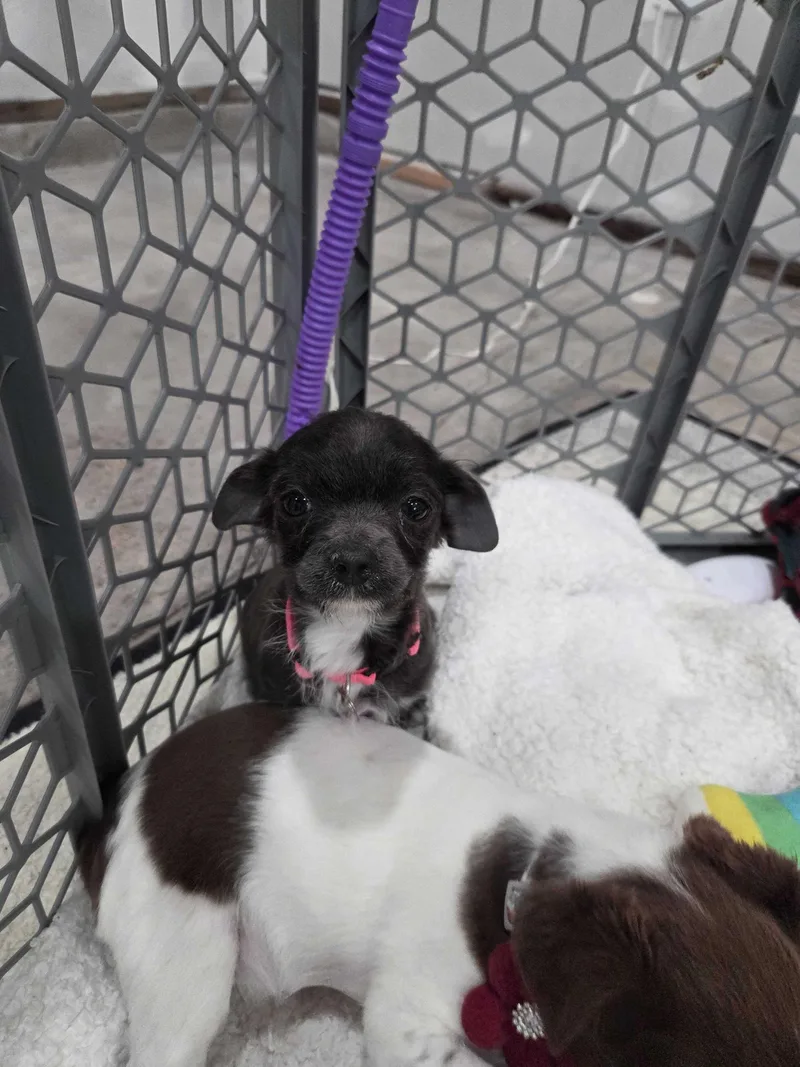 Brigitte Bardot thumbnail 2