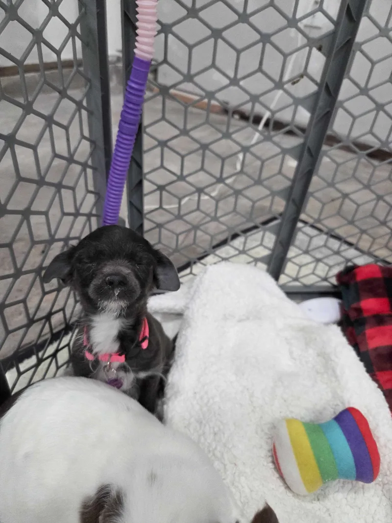 Brigitte Bardot thumbnail 3