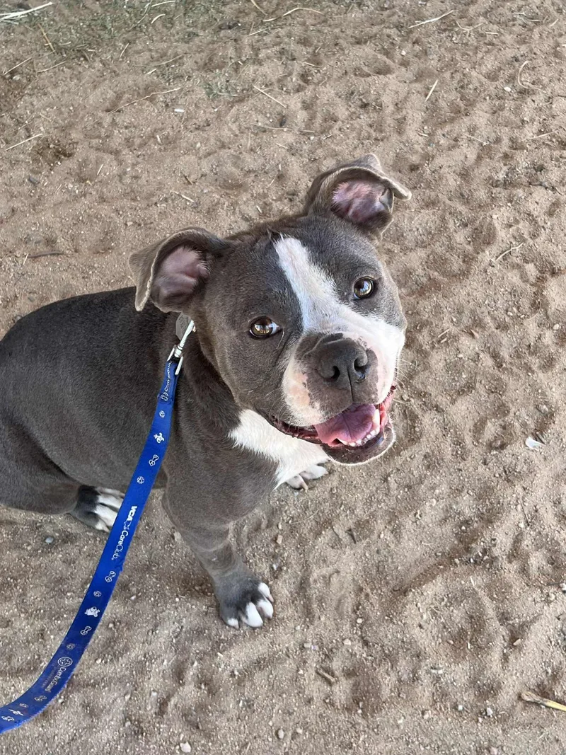 Penelope thumbnail 2