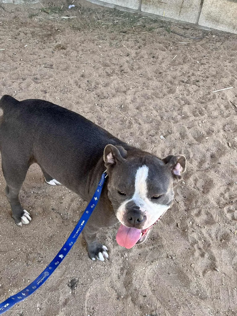 An adult medium-sized female Gray / Blue / Silver English Bulldog dog named Penelope for adoption in Palm Desert, CA