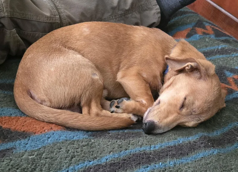 A young small-sized male Apricot / Beige Miniature Dachshund dog named Winston for adoption in Chelsea, AL
