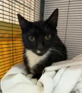 An adult small-sized male Domestic Short Hair cat named Burt for adoption in Phoenix, AZ
