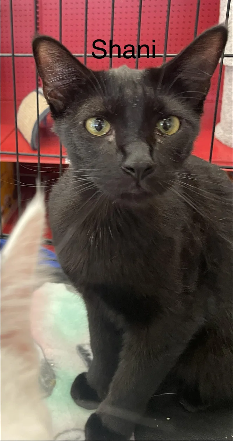 Shani N. thumbnail 2