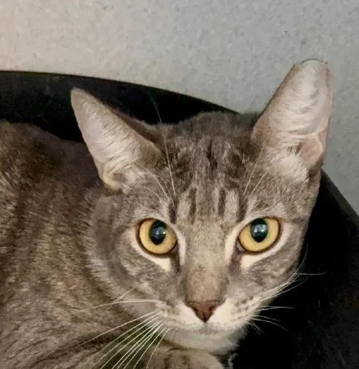 A young medium-sized male Tabby (Brown / Chocolate) Domestic Short Hair cat named Socks for adoption in Winter Haven, FL