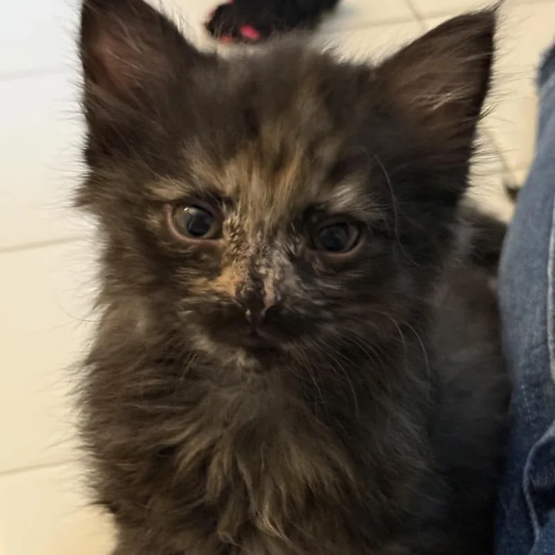 A baby small-sized female Tortoiseshell Domestic Medium Hair cat named Smudge for adoption in Bel Air, MD